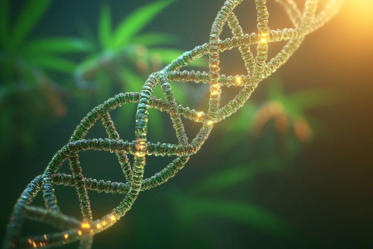 Hashish Leaves Molecular Marks on DNA Related to Psychosis – Neuroscience Information