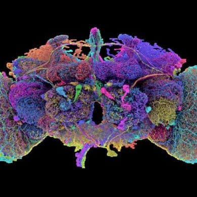 This shows the mapped fly brain.