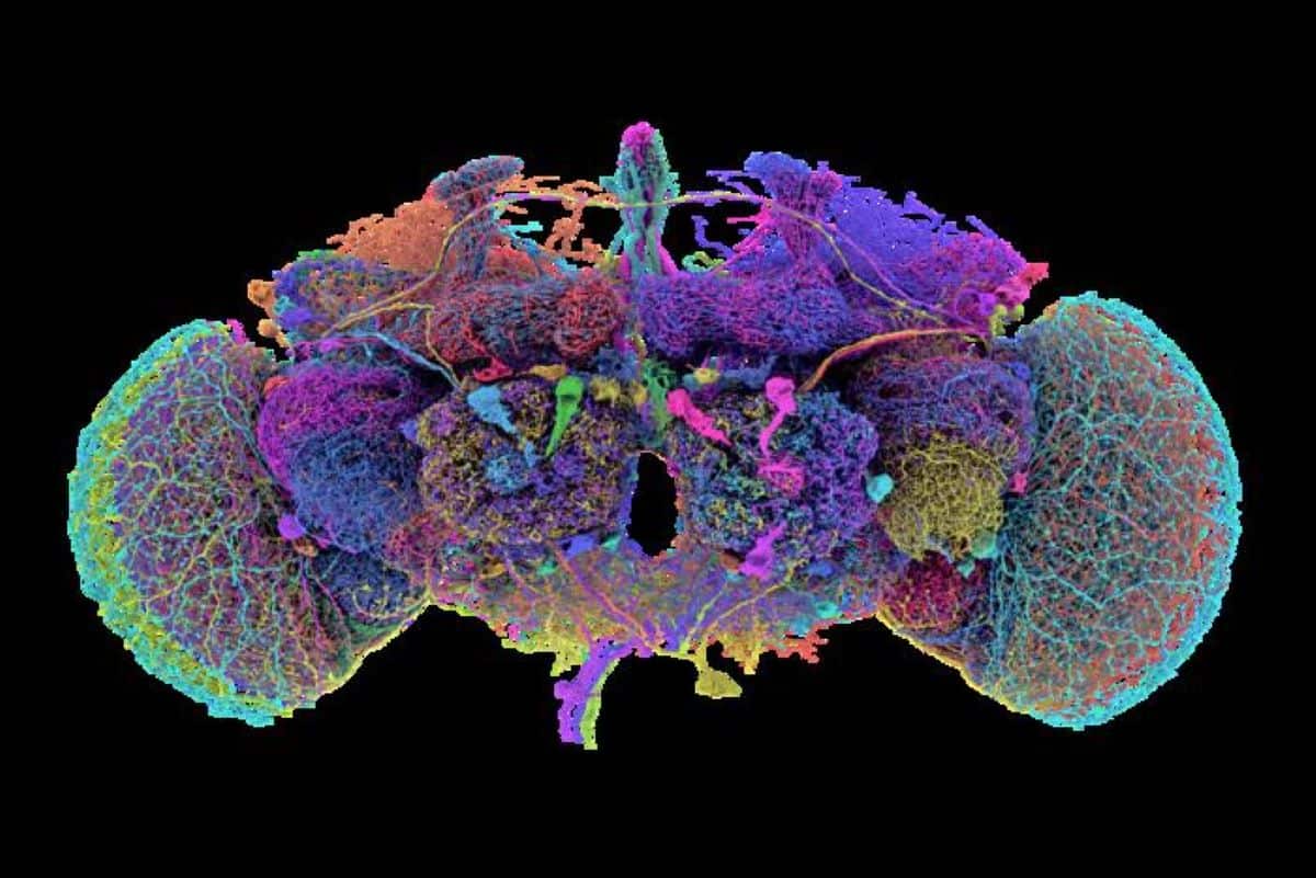 This shows the mapped fly brain.