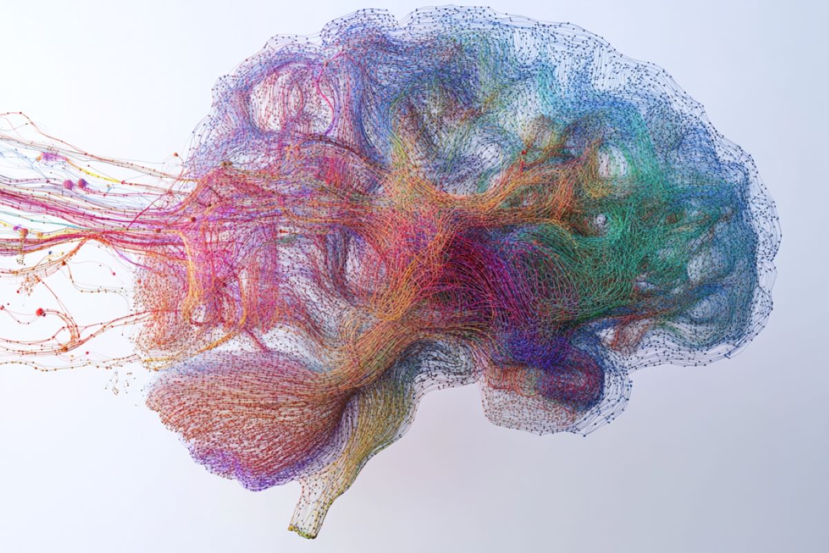 3D Brain Model Visualization