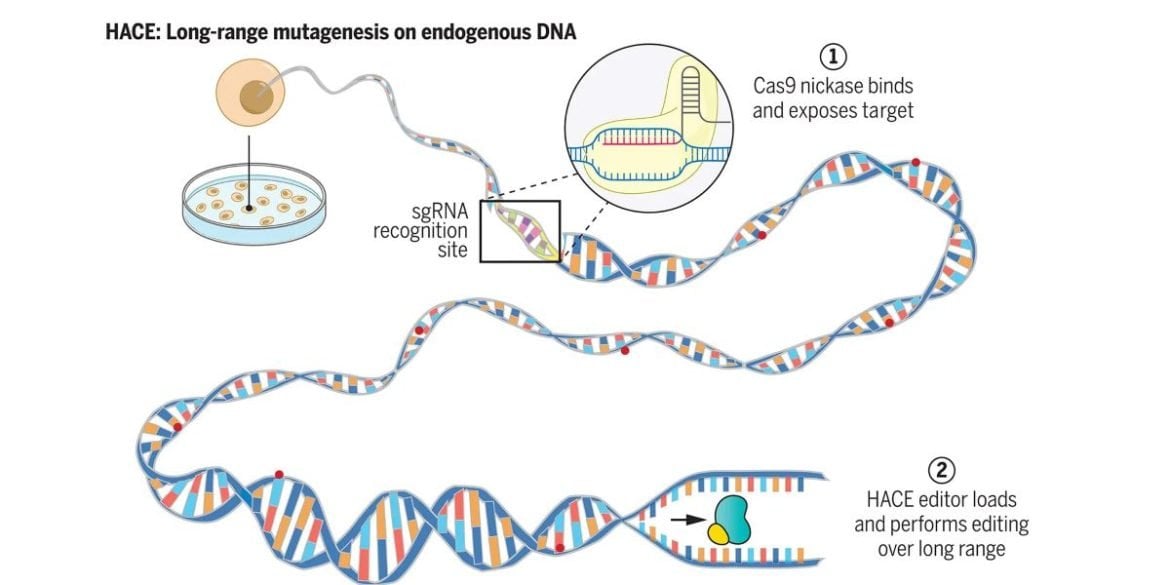 This shows a diagram of HACE gene editing.