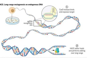 This shows a diagram of HACE gene editing.