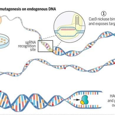 This shows a diagram of HACE gene editing.