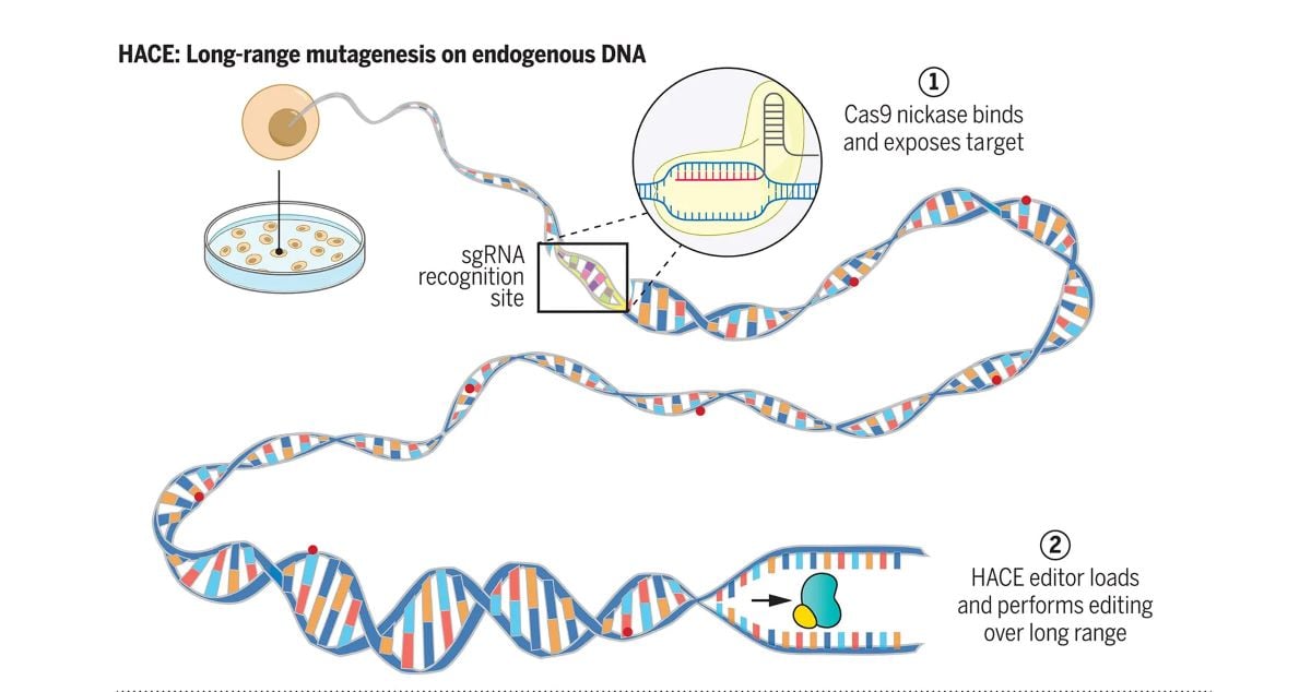 Gene Editing Process