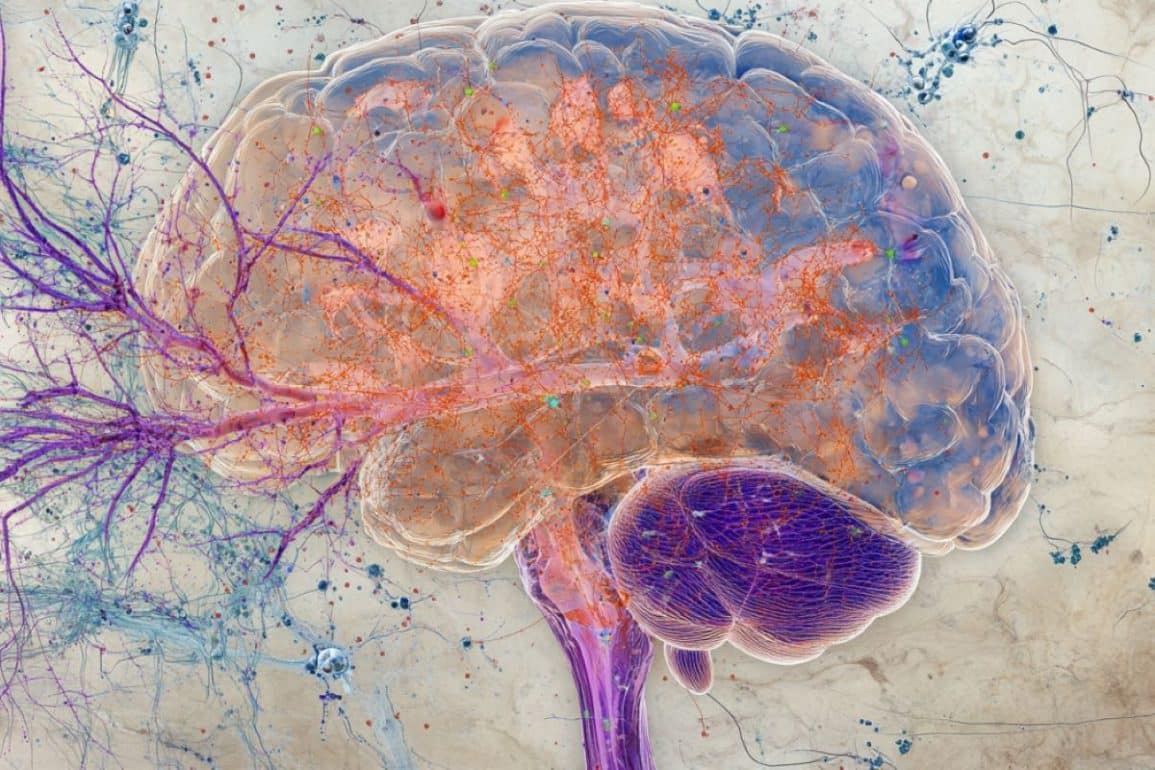 Amygdala Cells Linked to Anxiety