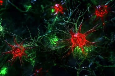 This shows AI generated representations of astrocytes.