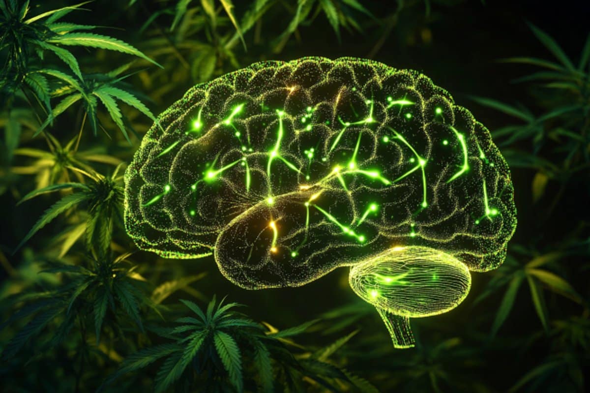 Can Hashish Assist ADHD? – Neuroscience Information