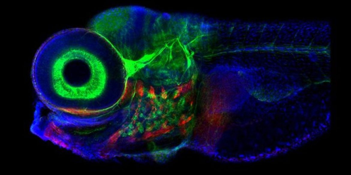 This shows zebrafish neurons.