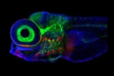 This shows zebrafish neurons.