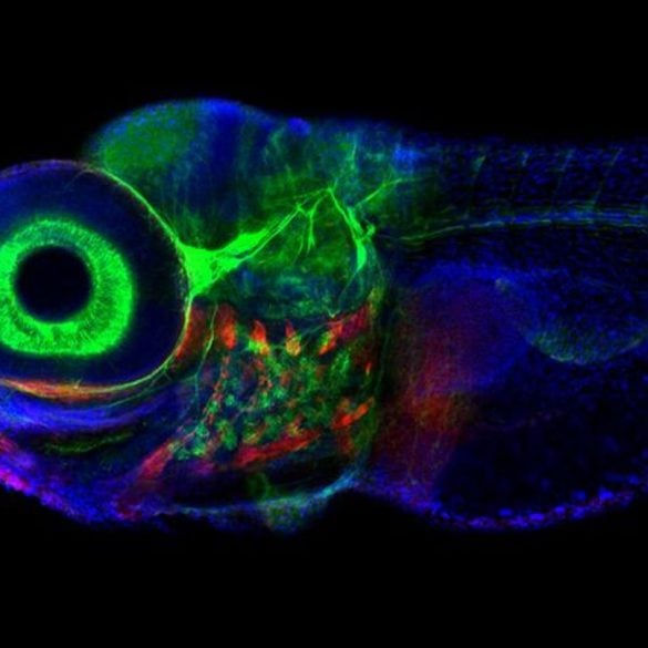 This shows zebrafish neurons.