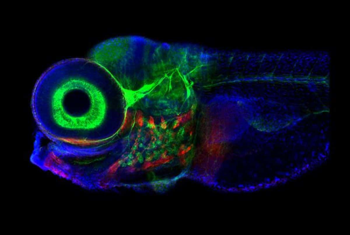 Brainstem Neurons Information Gaze, Handle Brief-Time period Reminiscence – Neuroscience Information