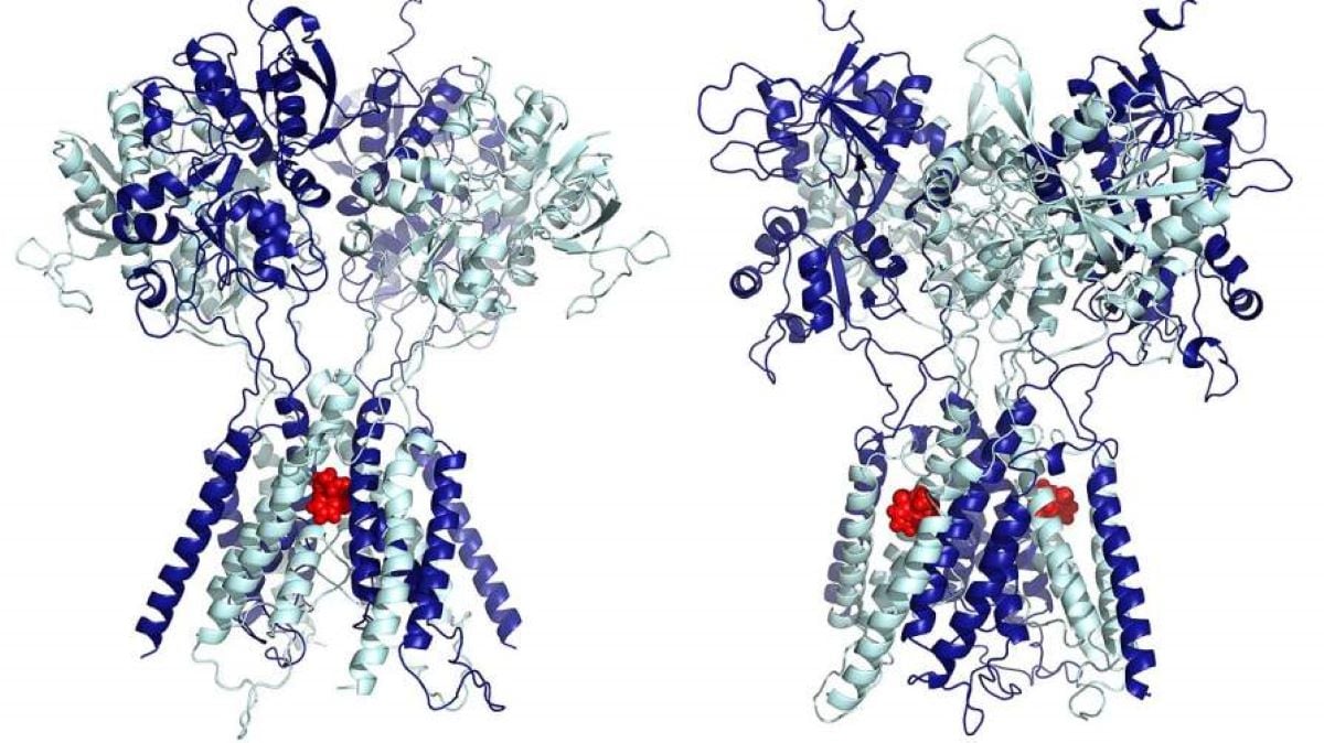 “Lifesaving” Low-Dose Ketamine Unlocks Speedy Aid for Melancholy – Neuroscience Information