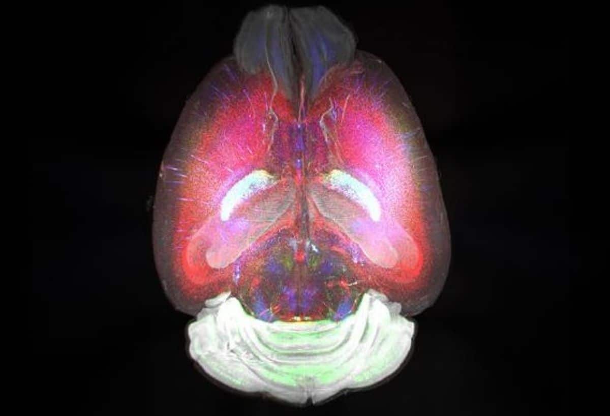 3-d RNA Imaging Revolutionizes Mind Analysis – Neuroscience Information