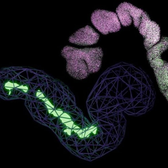 This shows the trunk organoid.