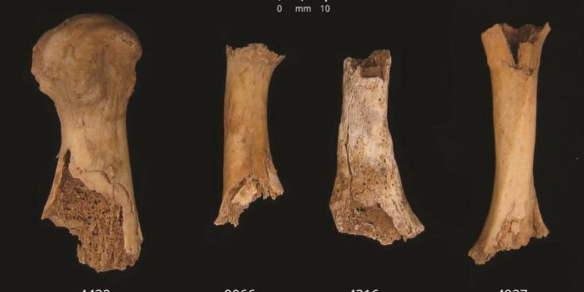 This shows the bone fragments discovered.