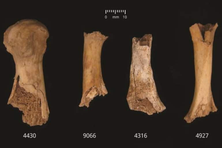 This shows the bone fragments discovered.