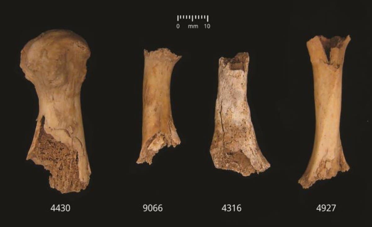 This shows the bone fragments discovered.