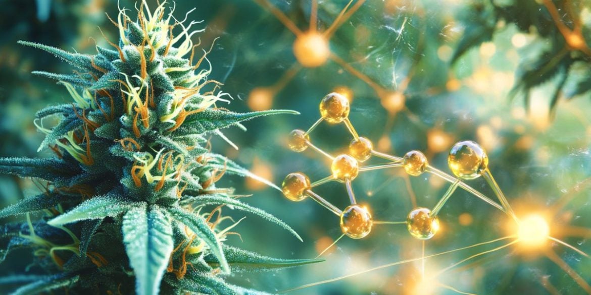 This shows THC and CBD molecules.