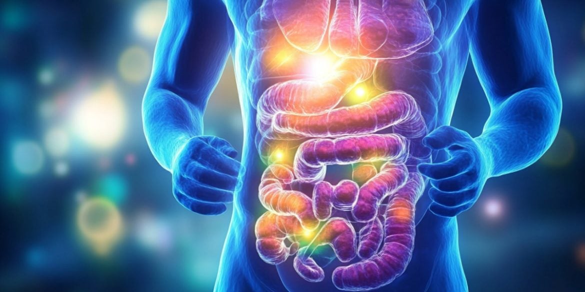This shows the gut.