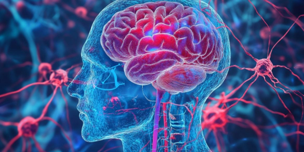 This shows a brain.