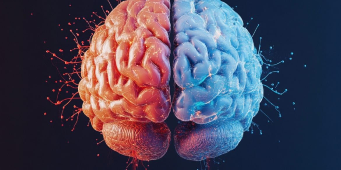 This shows a brain.