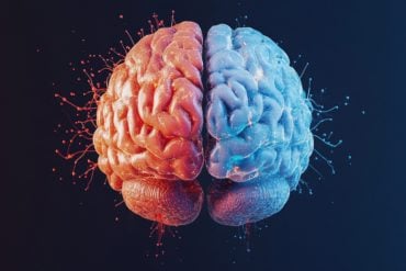 This shows a brain.