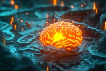 This shows a brain.
