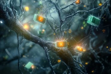 This shows a neuron.