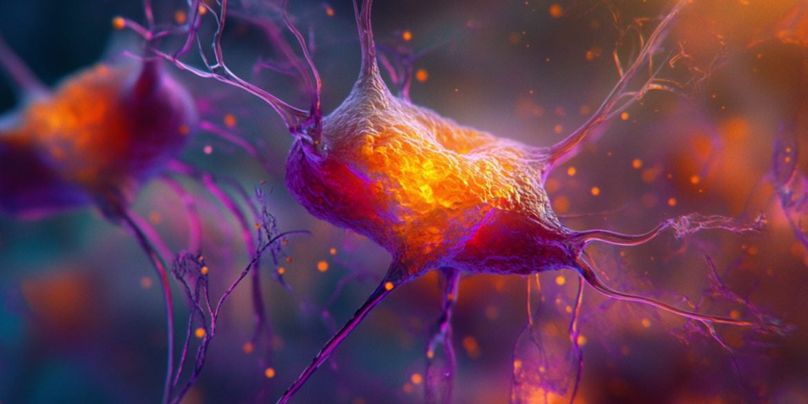 This shows neurons.