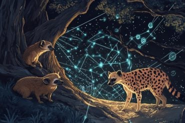 This shows different animals in a forest setting.