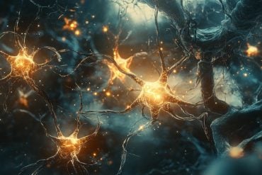 This shows astrocytes.