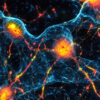 This shows neurons.