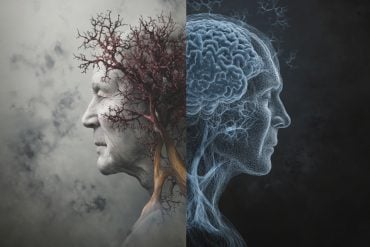 This shows two heads and a brain.
