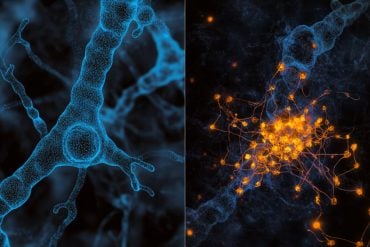 This shows genes and neurons.