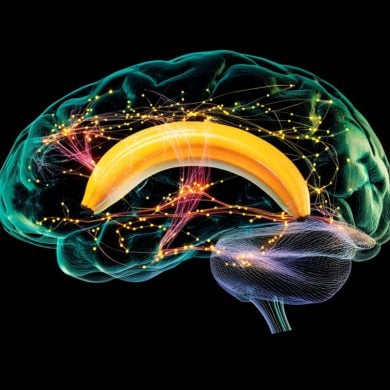 This shows a brain and banana.