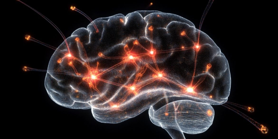 This shows a brain.