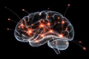 This shows a brain.
