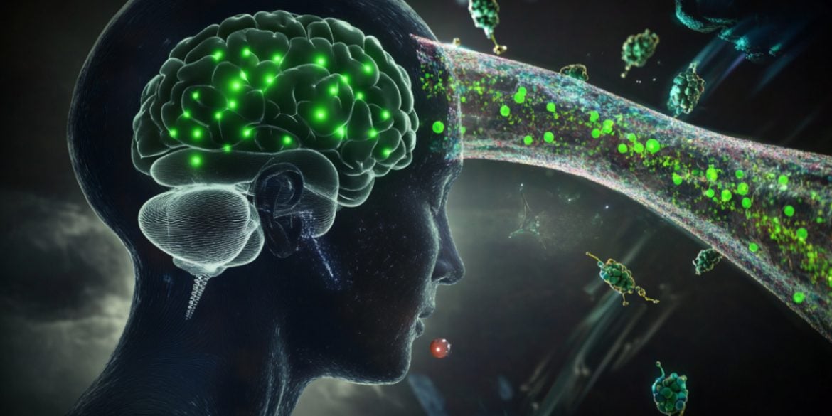 This shows a brain.