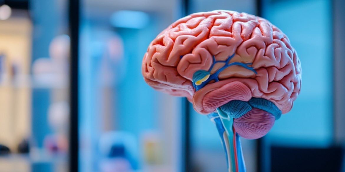 This shows a brain.