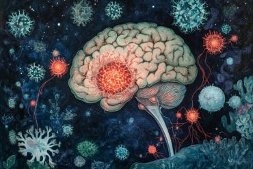 This shows a brain.