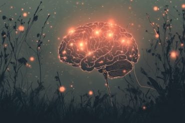 This shows a brain.