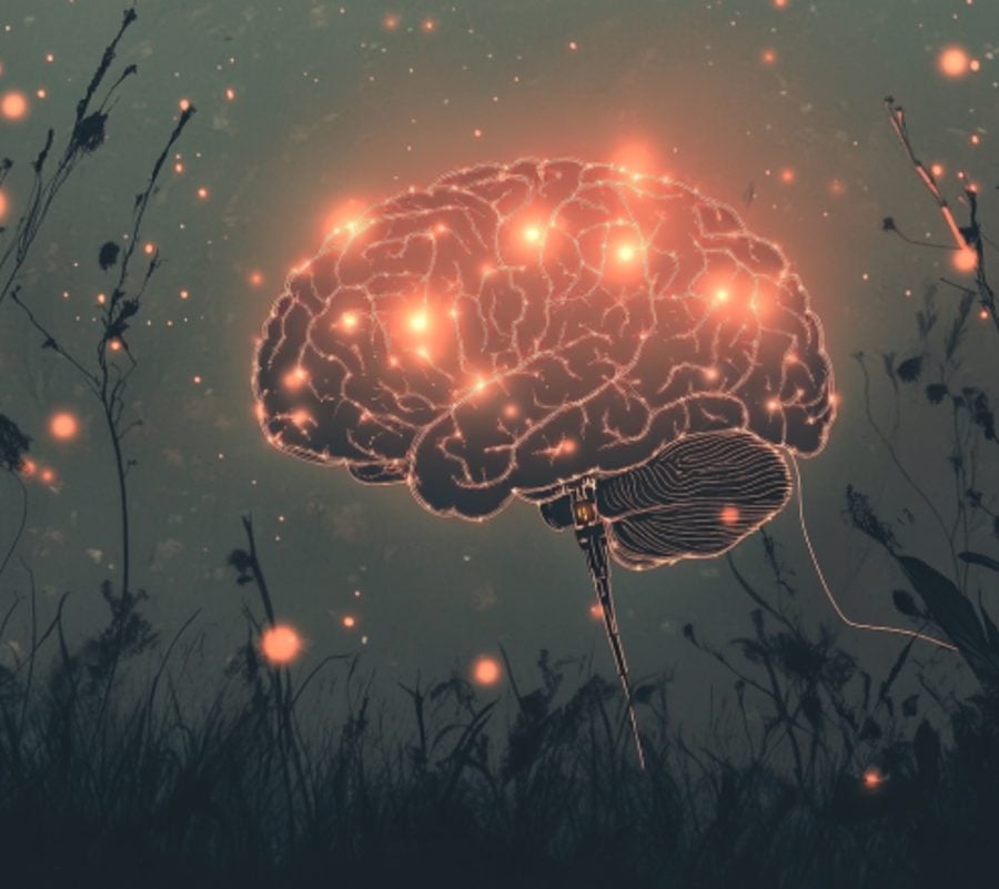 This shows a brain.
