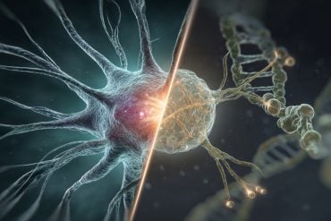 This shows a neuron and DNA.