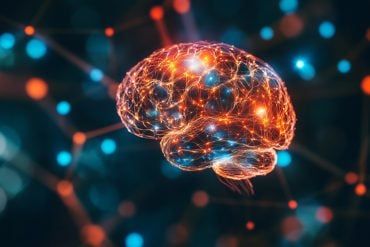 This shows a brain.