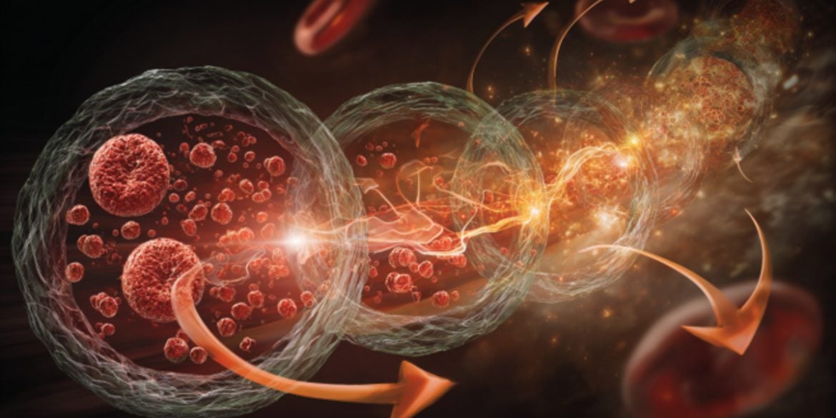 This shows blood cells.