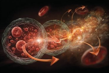 This shows blood cells.
