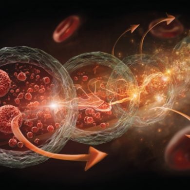This shows blood cells.