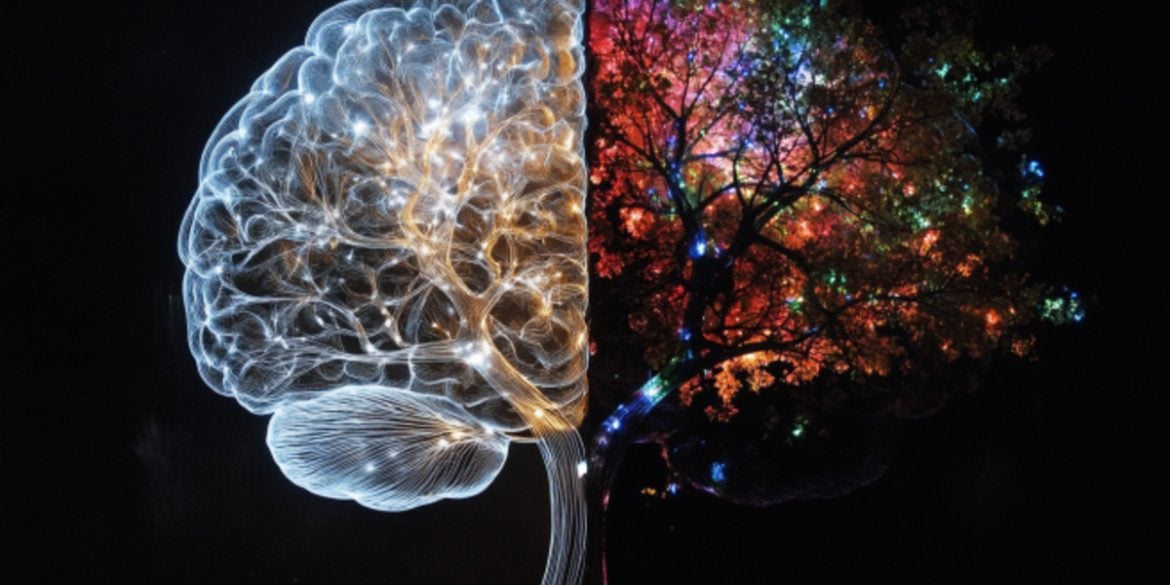 This shows a brain.
