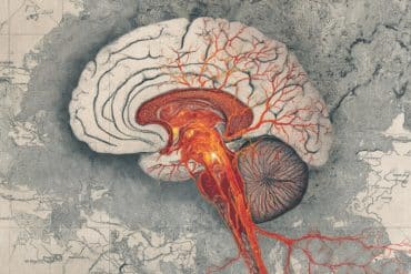 This shows a brain.