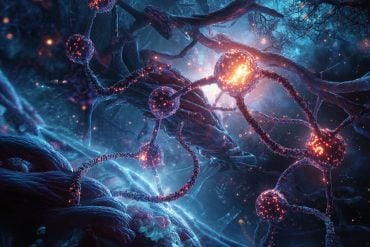 This shows neurons.